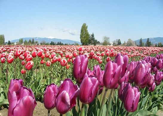 Seattle tulip