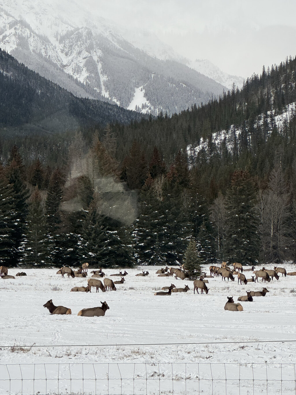 사진보다 더 감동적인 겨울 록키, 여유롭고 만족스러운 투어