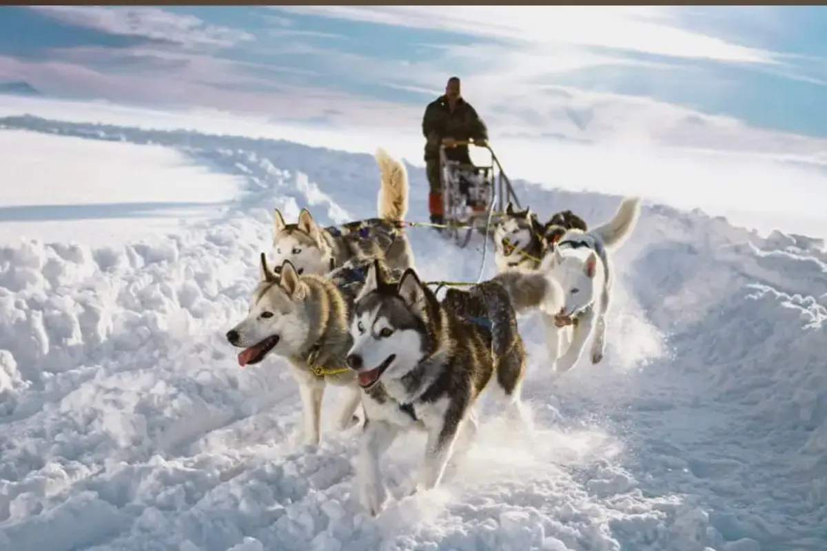 Dog sledding 