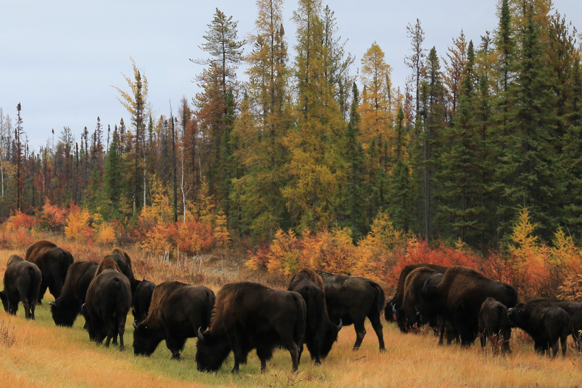 Buffalo Wildlife Viewing & Picnic Lunch